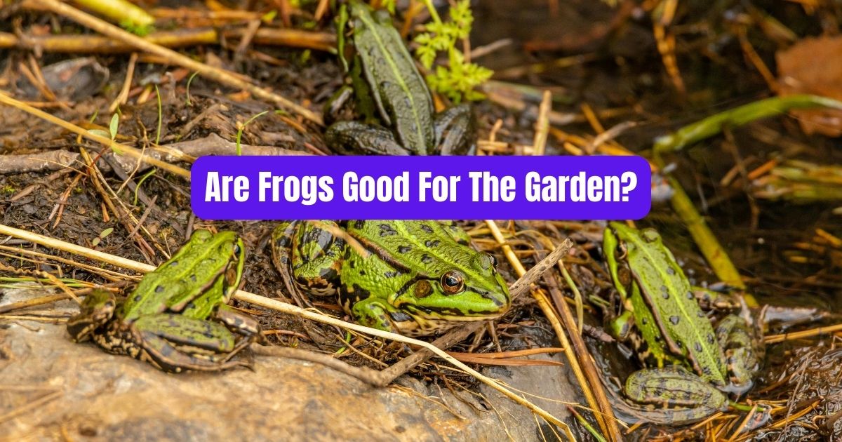 Are Frogs Good For The Garden